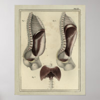 Vintage 1831 Diaphragm Muscle Anatomy Print