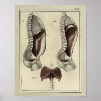 Vintage 1831 Diaphragm Muscle Anatomy Print