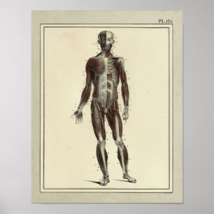 Vintage 1831 Muscles Anterior Anatomy Print