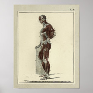 Vintage 1831 Muscles Lateral Anatomy Print