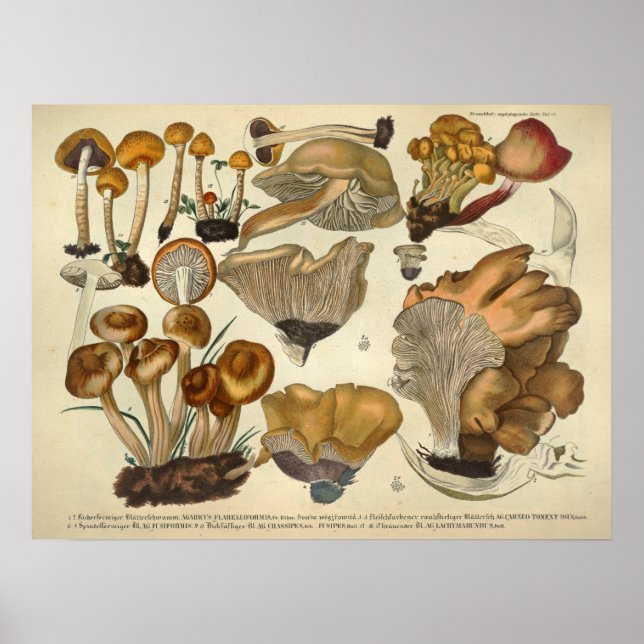 Vintage 1831 Mushroom Variety Brown Fungus Print (Front)