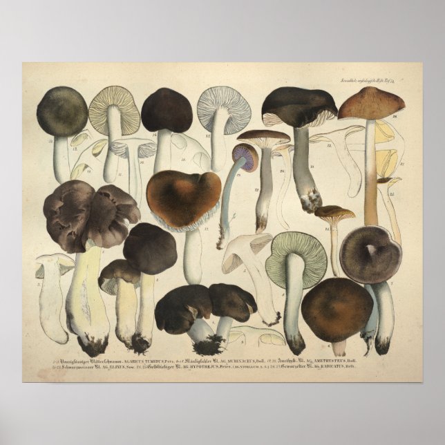 Vintage 1831 Mushroom Variety Brown German Print (Front)
