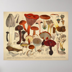 Vintage 1831 Mushroom Variety Brown Red Print