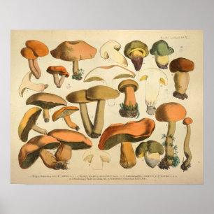 Vintage 1831 Mushroom Variety Green Brown Print