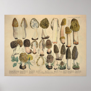 Vintage 1831 Mushroom Variety Green Brown Print