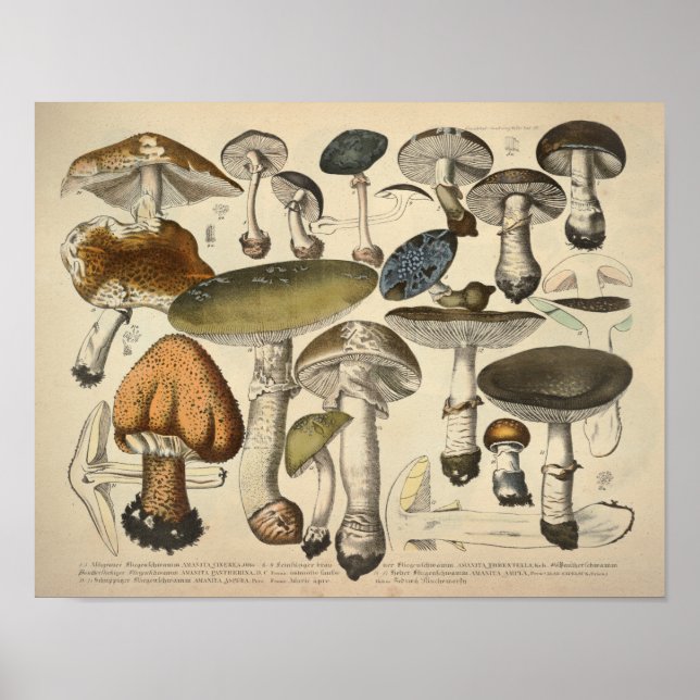 Vintage 1831 Mushroom Variety Green Brown Print (Front)