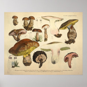 Vintage 1831 Mushroom Variety Green Brown Print