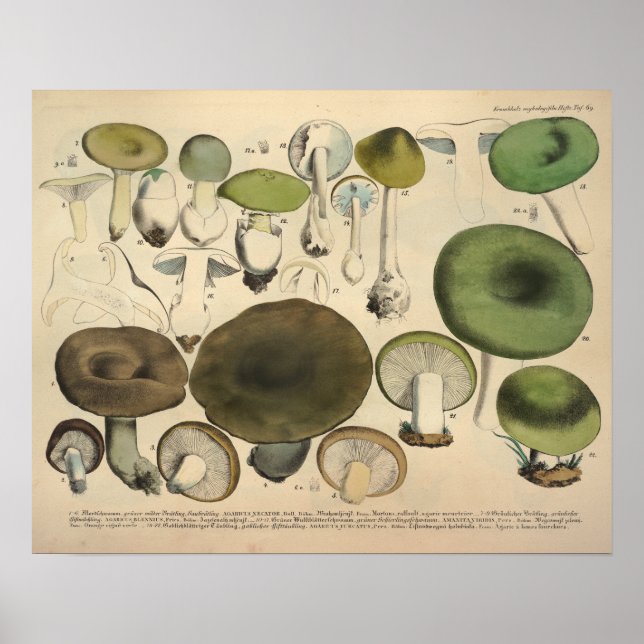 Vintage 1831 Mushroom Variety Green Brown Print (Front)