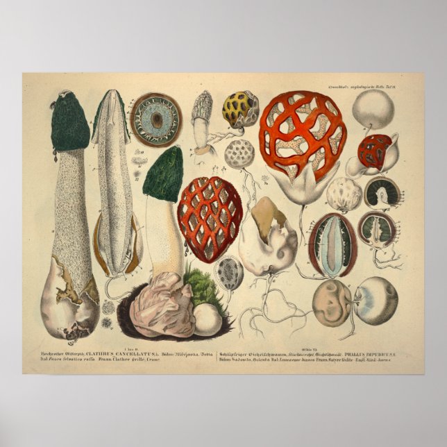 Vintage 1831 Mushroom Variety Green Red Print (Front)