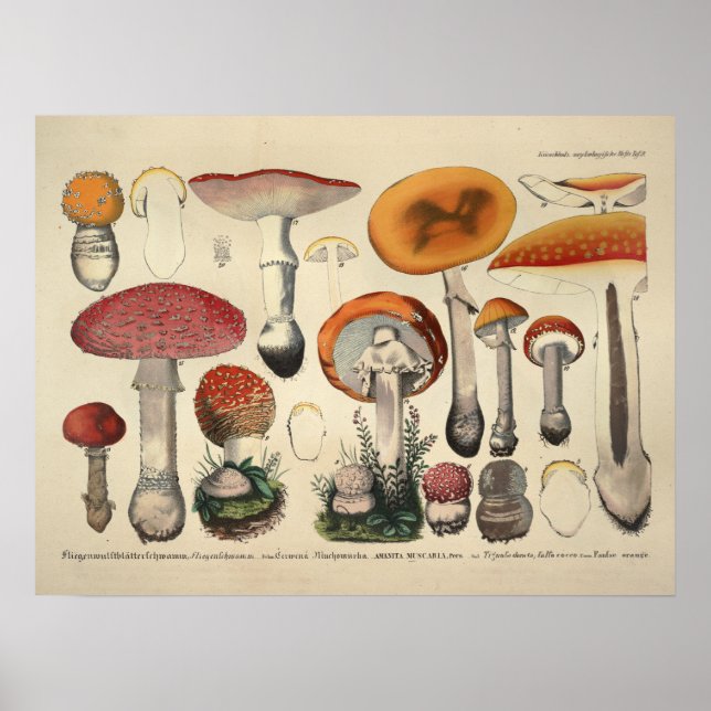 Vintage 1831 Mushroom Variety Orange Purple Print (Front)