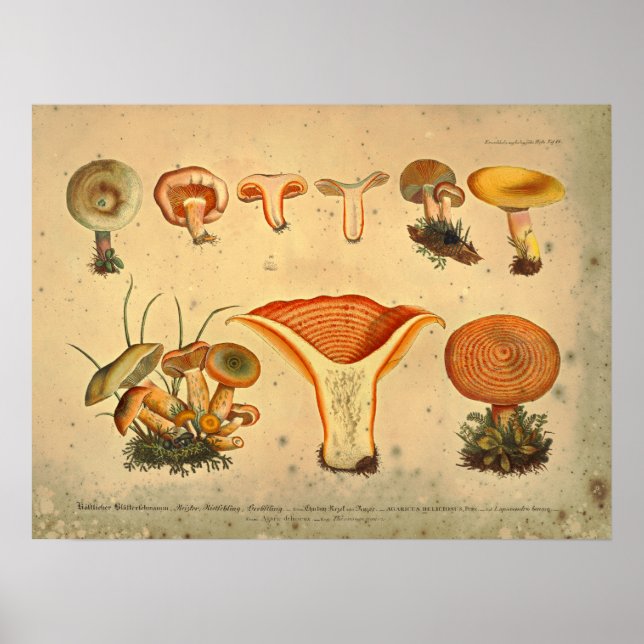 Vintage 1831 Mushroom Variety Orange Yellow Print (Front)