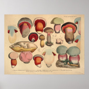 Vintage 1831 Mushroom Variety Red Blue Print
