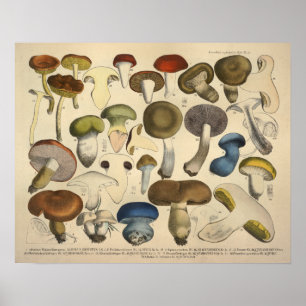 Vintage 1831 Mushroom Variety Red Blue Print