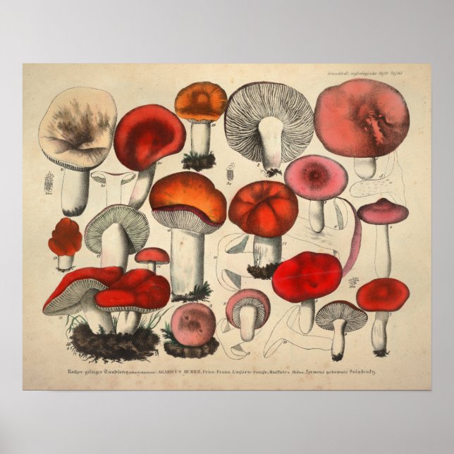 Vintage 1831 Mushroom Variety Red Orange Print (Front)
