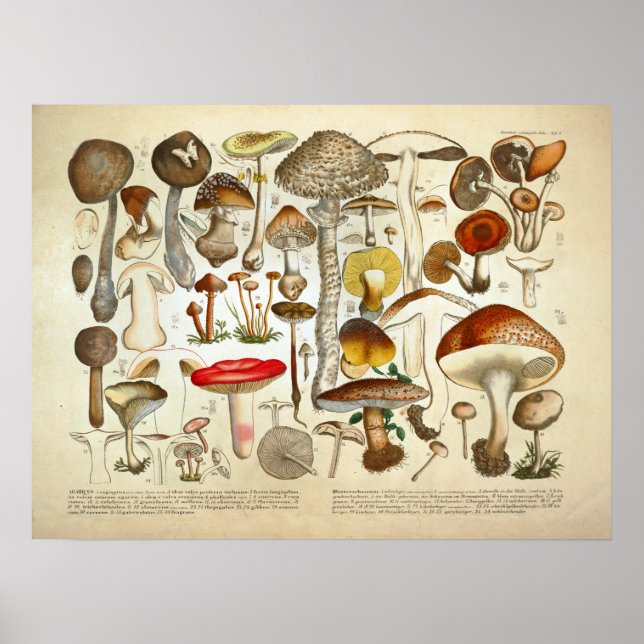 Vintage 1831 Mushroom Variety Red Yellow Print (Front)