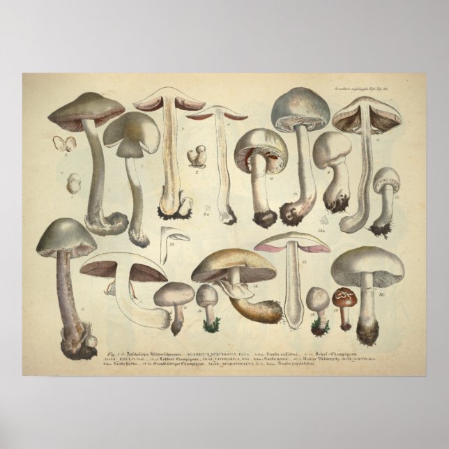 Vintage 1831 Mushroom Variety White Brown Print (Front)