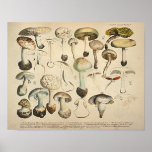Vintage 1831 Mushroom Variety White Brown Print