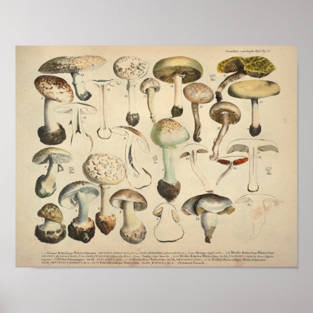 Vintage 1831 Mushroom Variety White Brown Print (Front)