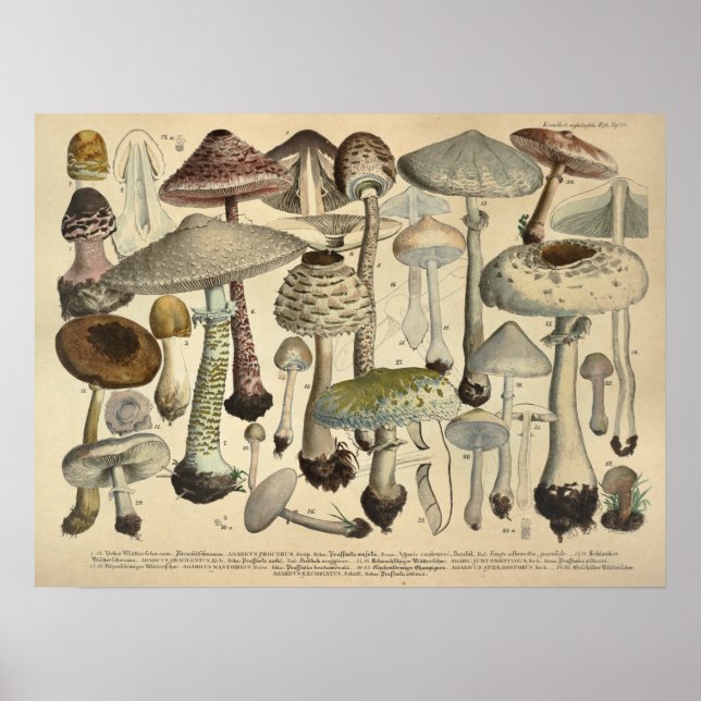 Vintage 1831 Mushroom Variety White Brown Print (Front)