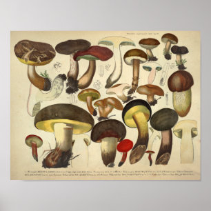 Vintage 1831 Mushroom Variety Yellow Brown Print