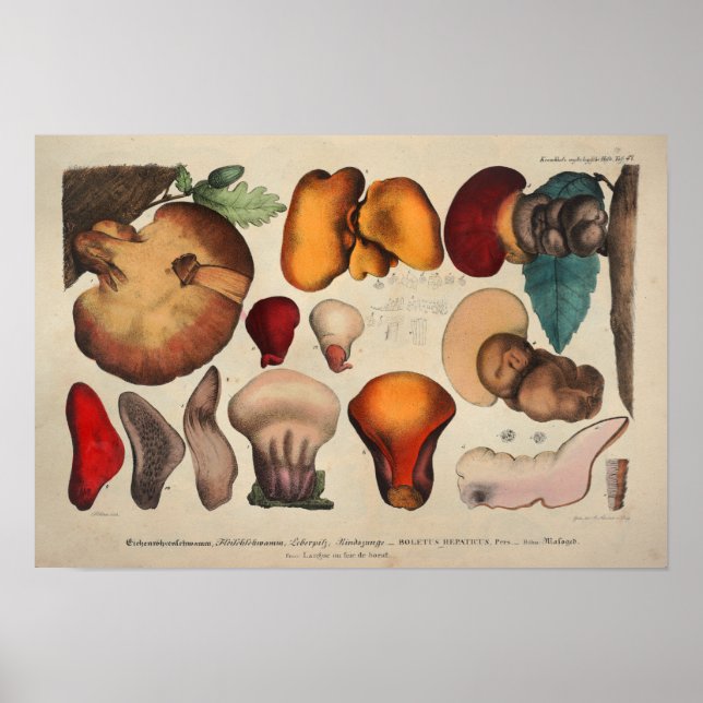 Vintage 1831 Mushroom Variety Yellow Red Print (Front)