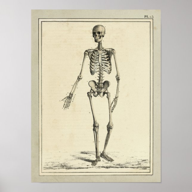 Vintage 1831 Skeleton Anatomy Print (Front)