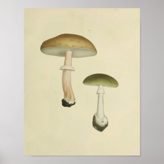 Vintage 1841 Brown Green Mushrooms Art Print (Front)