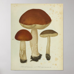 Vintage 1841 Brown Mushrooms Art Print