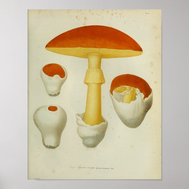 Vintage 1841 Red Yellow Mushrooms Art Print (Front)