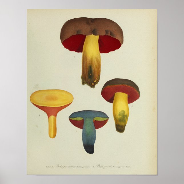 Vintage 1841 Yellow Brown Red Mushrooms Art Print (Front)