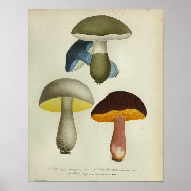 Vintage 1841 Yellow Green Blue Mushrooms Art Print (Front)