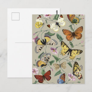 Vintage 1842 Butterfly Moth Botanical Floral Art Postcard