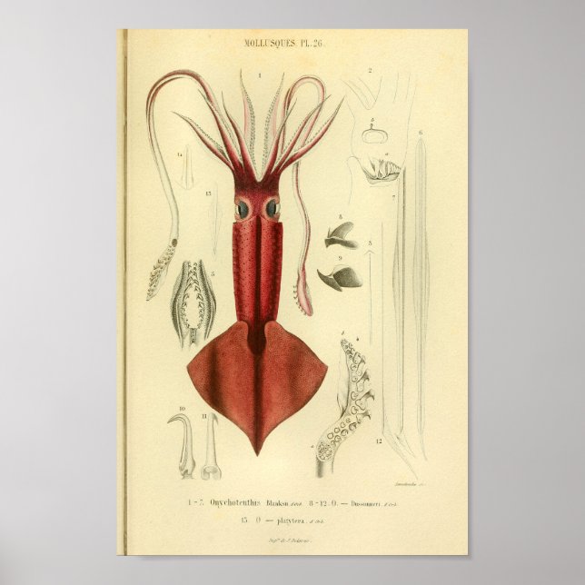 Vintage 1845 Clubhook Squid Colour Art Print (Front)