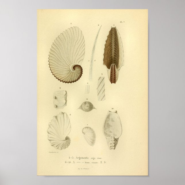 Vintage 1845 Paper Nautiluses Colour Art Print (Front)