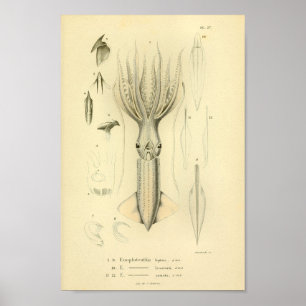 Vintage 1845 Squid Colour Art Print