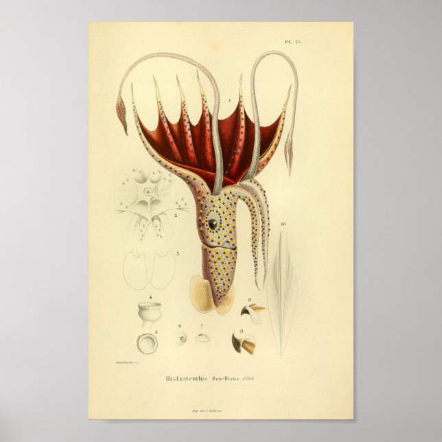 Vintage 1845 Umbrella Squid Colour Art Print (Front)