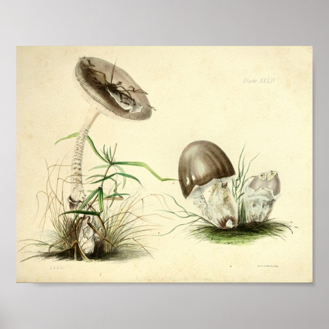 Vintage 1855 Mushrooms Brown Cap Art Print (Front)