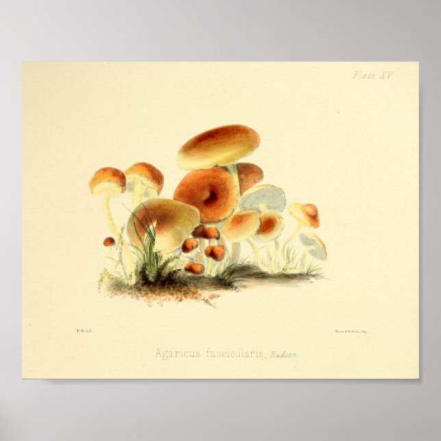 Vintage 1855 Mushrooms Brown Cap Art Print (Front)