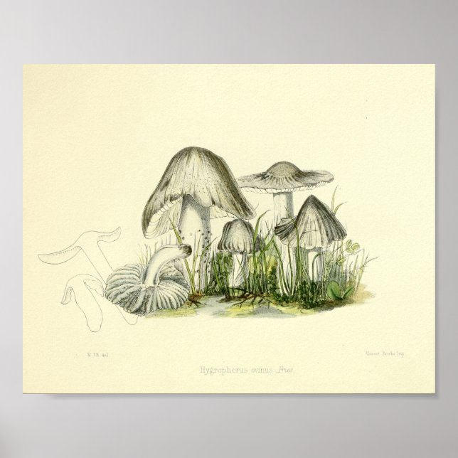 Vintage 1855 Mushrooms Brown White Art Print (Front)