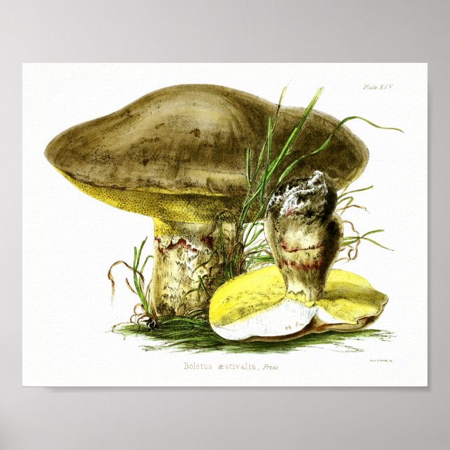 Vintage 1855 Mushrooms Brown Yellow Art Print (Front)