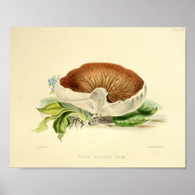 Vintage 1855 Mushrooms White Brown Art Print (Front)