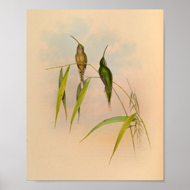 Vintage 1861 Hermit Hummingbird Print (Front)