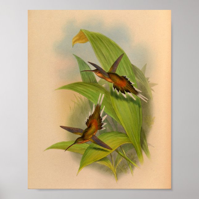 Vintage 1861 Hermit Hummingbird Print (Front)