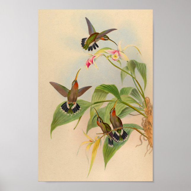Vintage 1861 Hermit Hummingbird Print (Front)