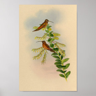 Vintage 1861 Hermit Hummingbird Print
