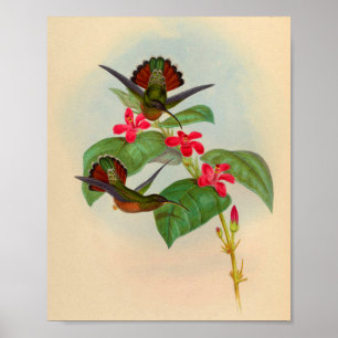 Vintage 1861 Hermit Hummingbird Print