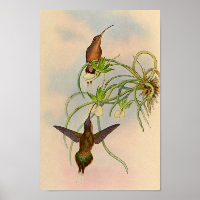 Vintage 1861 Hermit Hummingbird Print (Front)