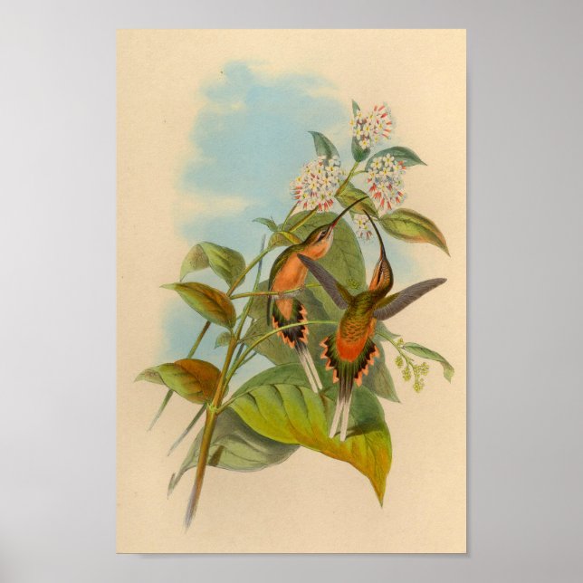 Vintage 1861 Hermit Hummingbird Print (Front)