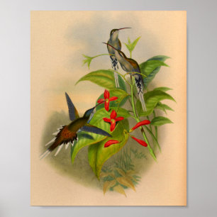 Vintage 1861 Hummingbird Print Flowers