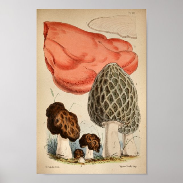 Vintage 1863 Brown Red Mushrooms Art Print (Front)